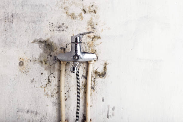 Best Mold Cleaning Services  in Estelle, LA