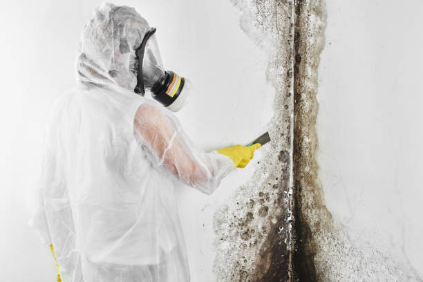 Mold Removal and Inspection in Estelle, LA