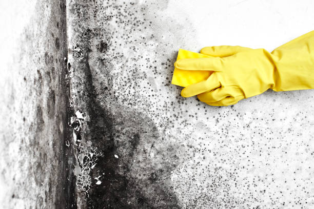 Best Affordable Mold Removal  in Estelle, LA