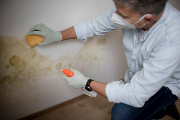 Best Mold Remediation  in Estelle, LA