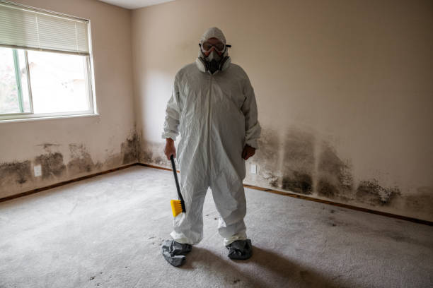 Professional Mold Removal in Estelle, LA