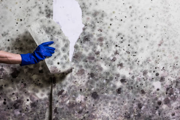 Best Residential Mold Removal  in Estelle, LA